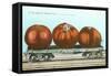 Giant Tomatoes on Flatbed-null-Framed Stretched Canvas