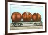 Giant Tomatoes on Flatbed-null-Framed Art Print