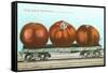 Giant Tomatoes on Flatbed-null-Framed Stretched Canvas