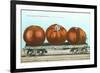 Giant Tomatoes on Flatbed-null-Framed Premium Giclee Print