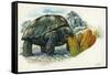 Giant Tortoise Eating Cactus-null-Framed Stretched Canvas