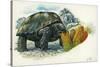 Giant Tortoise Eating Cactus-null-Stretched Canvas