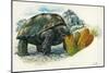 Giant Tortoise Eating Cactus-null-Mounted Giclee Print