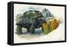 Giant Tortoise Eating Cactus-null-Framed Stretched Canvas