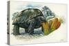 Giant Tortoise Eating Cactus-null-Stretched Canvas