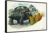 Giant Tortoise Eating Cactus-null-Framed Stretched Canvas