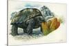 Giant Tortoise Eating Cactus-null-Stretched Canvas