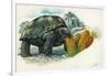 Giant Tortoise Eating Cactus-null-Framed Giclee Print