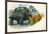 Giant Tortoise Eating Cactus-null-Framed Giclee Print