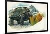 Giant Tortoise Eating Cactus-null-Framed Giclee Print