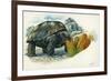 Giant Tortoise Eating Cactus-null-Framed Giclee Print