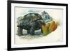 Giant Tortoise Eating Cactus-null-Framed Giclee Print