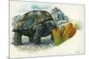 Giant Tortoise Eating Cactus-null-Mounted Giclee Print