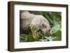 Giant Tortoise Eating-DLILLC-Framed Photographic Print