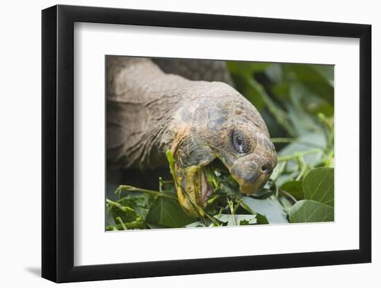 Giant Tortoise Eating-DLILLC-Framed Photographic Print