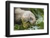 Giant Tortoise Eating-DLILLC-Framed Photographic Print