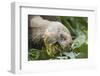 Giant Tortoise Eating-DLILLC-Framed Photographic Print