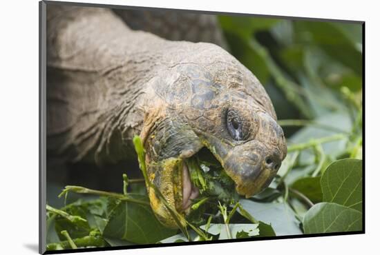 Giant Tortoise Eating-DLILLC-Mounted Photographic Print