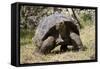 Giant Tortoise in Highlands of Floreana Island, Galapagos Islands-Diane Johnson-Framed Stretched Canvas
