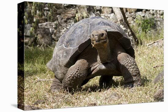 Giant Tortoise in Highlands of Floreana Island, Galapagos Islands-Diane Johnson-Stretched Canvas