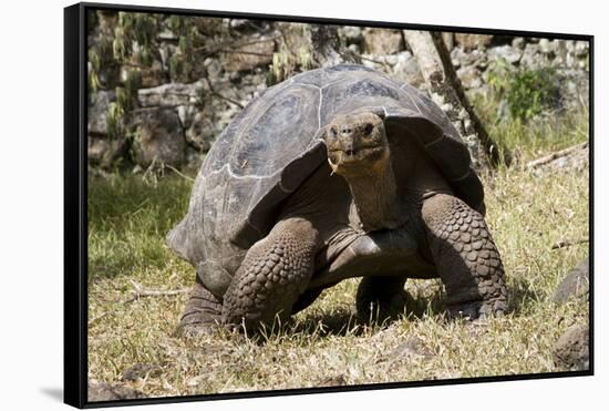 Giant Tortoise in Highlands of Floreana Island, Galapagos Islands-Diane Johnson-Framed Stretched Canvas