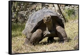 Giant Tortoise in Highlands of Floreana Island, Galapagos Islands-Diane Johnson-Framed Stretched Canvas