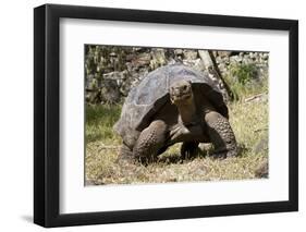 Giant Tortoise in Highlands of Floreana Island, Galapagos Islands-Diane Johnson-Framed Photographic Print