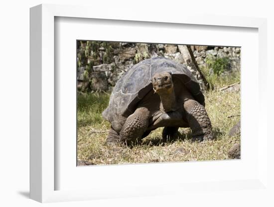 Giant Tortoise in Highlands of Floreana Island, Galapagos Islands-Diane Johnson-Framed Photographic Print