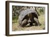 Giant Tortoise in Highlands of Floreana Island, Galapagos Islands-Diane Johnson-Framed Photographic Print