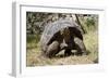 Giant Tortoise in Highlands of Floreana Island, Galapagos Islands-Diane Johnson-Framed Photographic Print