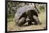 Giant Tortoise in Highlands of Floreana Island, Galapagos Islands-Diane Johnson-Framed Photographic Print