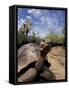 Giant Tortoise on Galapagos Islands, Ecuador-Stuart Westmoreland-Framed Stretched Canvas