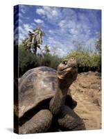 Giant Tortoise on Galapagos Islands, Ecuador-Stuart Westmoreland-Stretched Canvas