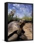 Giant Tortoise on Galapagos Islands, Ecuador-Stuart Westmoreland-Framed Stretched Canvas