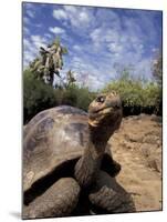 Giant Tortoise on Galapagos Islands, Ecuador-Stuart Westmoreland-Mounted Premium Photographic Print