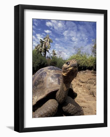 Giant Tortoise on Galapagos Islands, Ecuador-Stuart Westmoreland-Framed Photographic Print