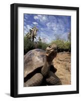 Giant Tortoise on Galapagos Islands, Ecuador-Stuart Westmoreland-Framed Photographic Print