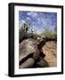 Giant Tortoise on Galapagos Islands, Ecuador-Stuart Westmoreland-Framed Photographic Print