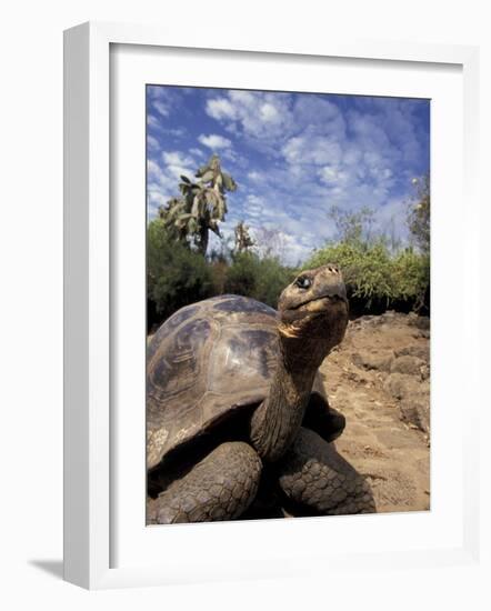 Giant Tortoise on Galapagos Islands, Ecuador-Stuart Westmoreland-Framed Photographic Print