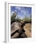 Giant Tortoise on Galapagos Islands, Ecuador-Stuart Westmoreland-Framed Photographic Print