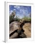 Giant Tortoise on Galapagos Islands, Ecuador-Stuart Westmoreland-Framed Photographic Print