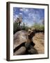 Giant Tortoise on Galapagos Islands, Ecuador-Stuart Westmoreland-Framed Photographic Print