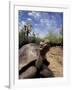 Giant Tortoise on Galapagos Islands, Ecuador-Stuart Westmoreland-Framed Photographic Print