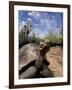 Giant Tortoise on Galapagos Islands, Ecuador-Stuart Westmoreland-Framed Photographic Print