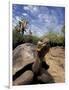 Giant Tortoise on Galapagos Islands, Ecuador-Stuart Westmoreland-Framed Photographic Print