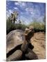 Giant Tortoise on Galapagos Islands, Ecuador-Stuart Westmoreland-Mounted Photographic Print