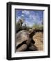 Giant Tortoise on Galapagos Islands, Ecuador-Stuart Westmoreland-Framed Photographic Print