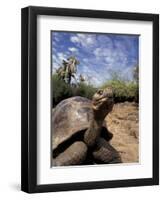 Giant Tortoise on Galapagos Islands, Ecuador-Stuart Westmoreland-Framed Premium Photographic Print