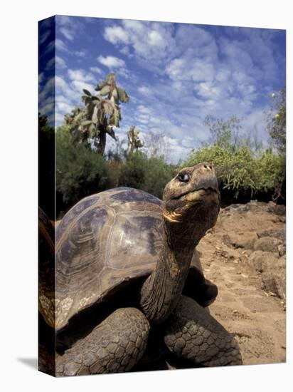 Giant Tortoise on Galapagos Islands, Ecuador-Stuart Westmoreland-Stretched Canvas