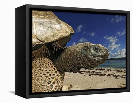 Giant Tortoise on the Beach-Martin Harvey-Framed Stretched Canvas